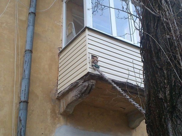 Коты и Кошки