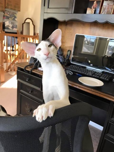 Котовторник 11/04/2017