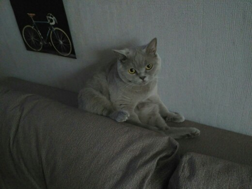 Котовторник 29.08.2017
