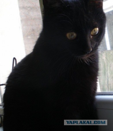 Котовторник стартует