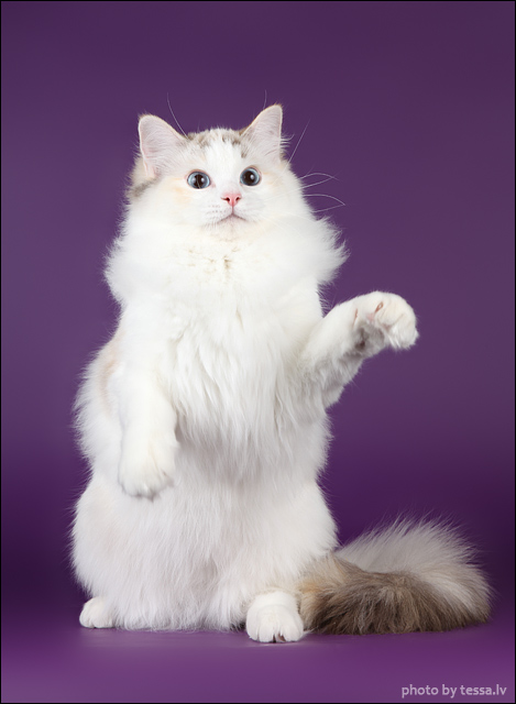 Супер-котофото на котовторник