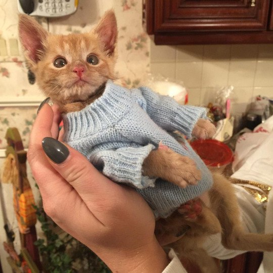 Прикольных котов пост