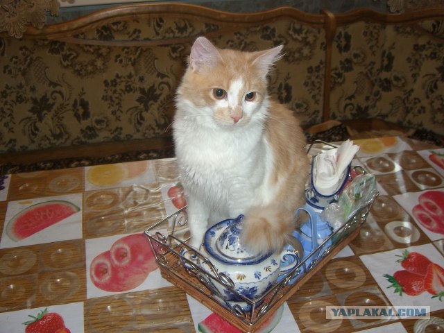 Котовторник (21.02.2012)