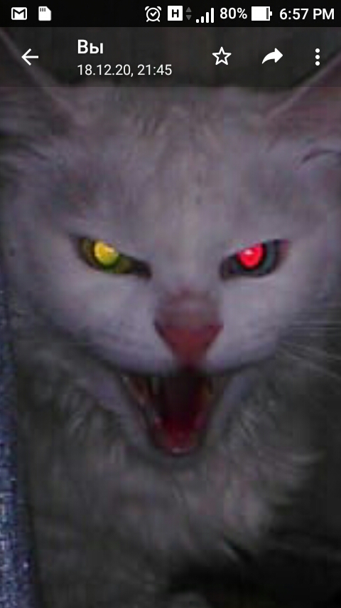 Котенок