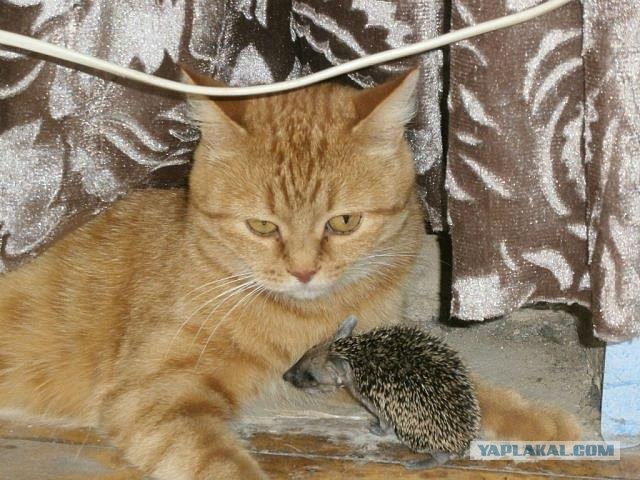 Котоёжики