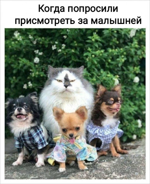 Весёлый полтишок 14.10