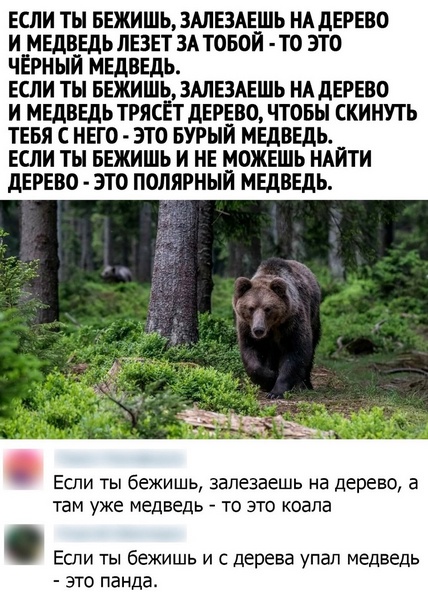 Как не огрести от медведя: 5 основных правил