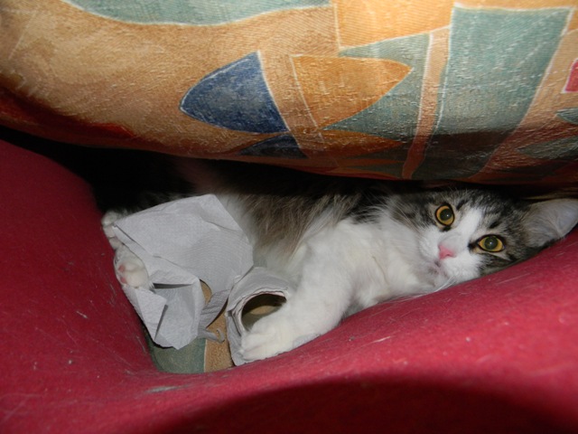 Котовторник 16.04.2013