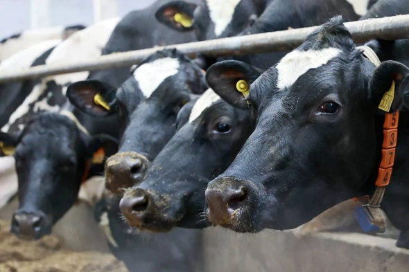 В Вологде признали проблему гуляющих по городу коров