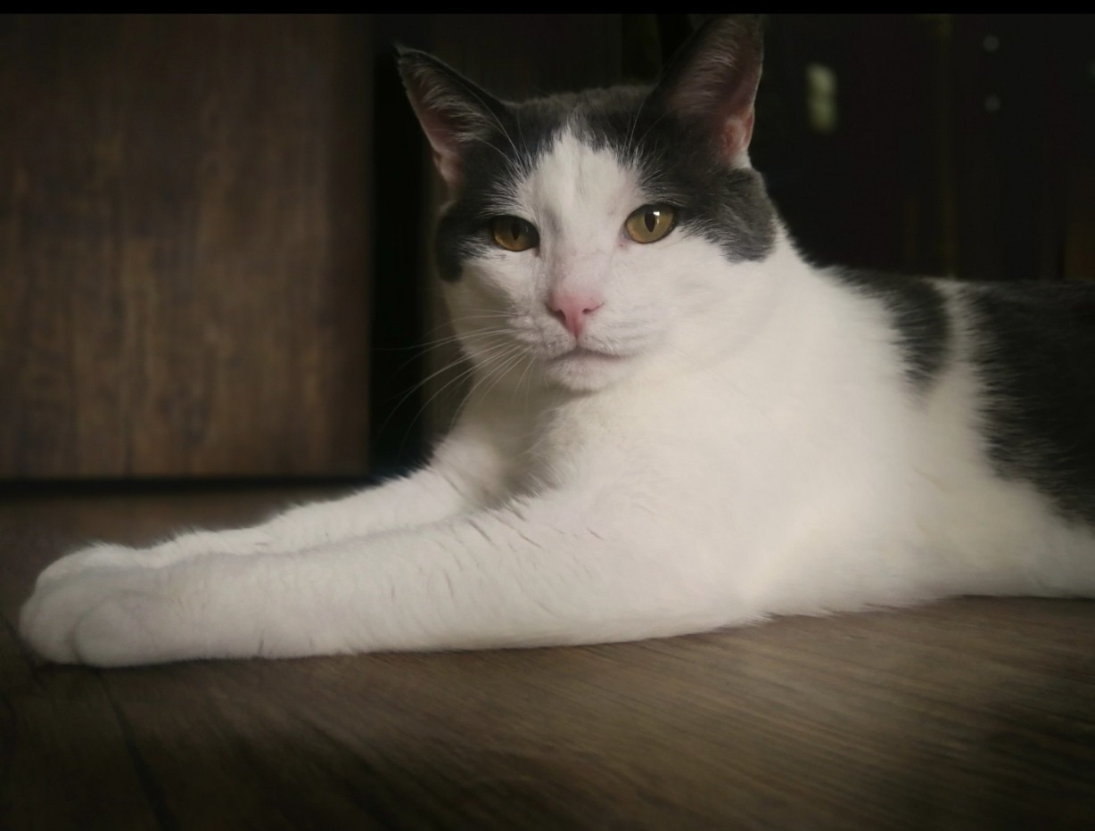 Моя жена не умеет фоткать кота