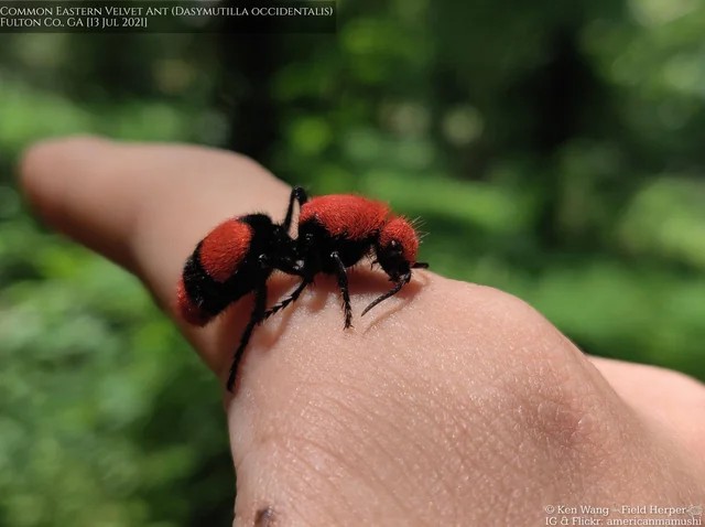 Осы: 5 пугающих видов. От маньяка-мясника до паразита в инжире
