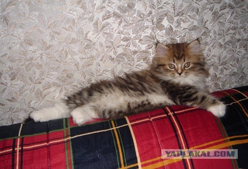 Коты и время