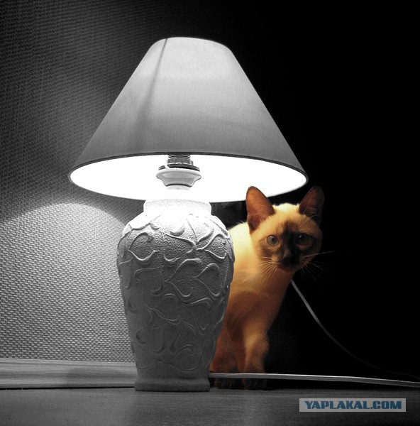 Коты ученых