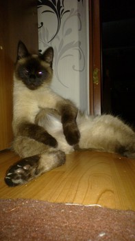 Котовторник 04.03.2014