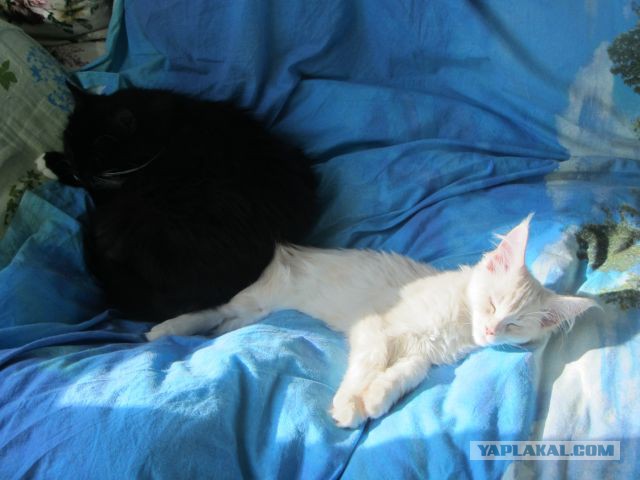 Котовторник  08.04.2014