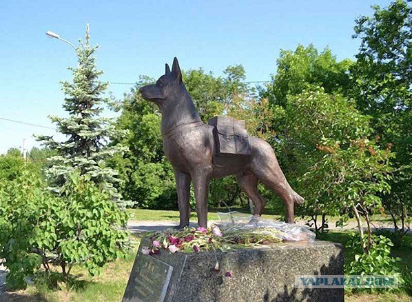Кот - зенитчик