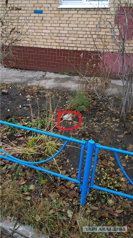 Курьеры