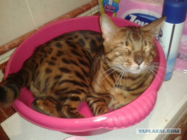 Котовторник 25.11.2014