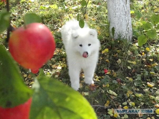 Собака для хорошего настроения