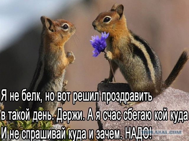 Белка в дупле
