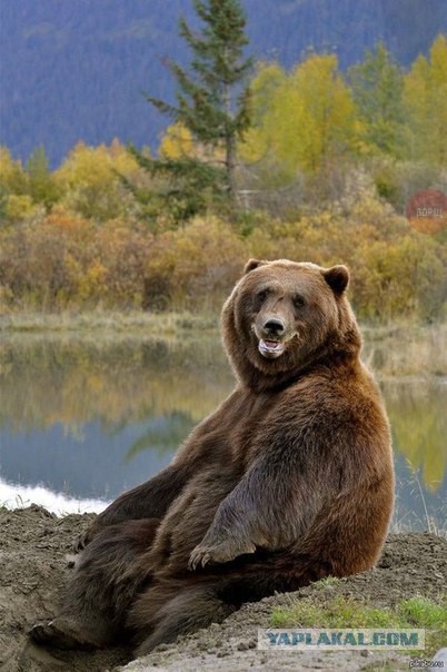 Картинки и прочее