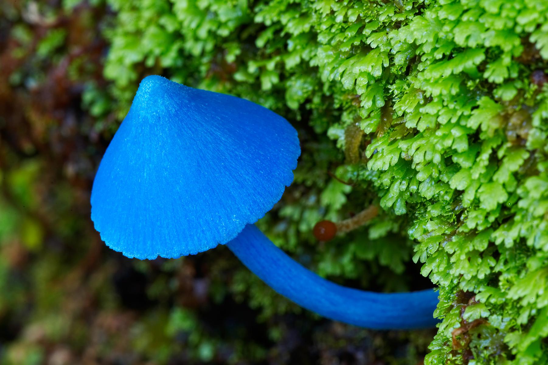 Экзотические грибы. Голубой гриб Entoloma hochstetteri. Голубая Мицена. Гриб голубая Мицена. Синяя Энтолома Entoloma hochstetteri.