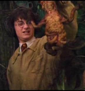 Закадал семена клубники из Китая. Прислали еще что-то, что это?