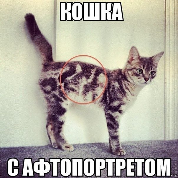 Мохнатые беспредельщики