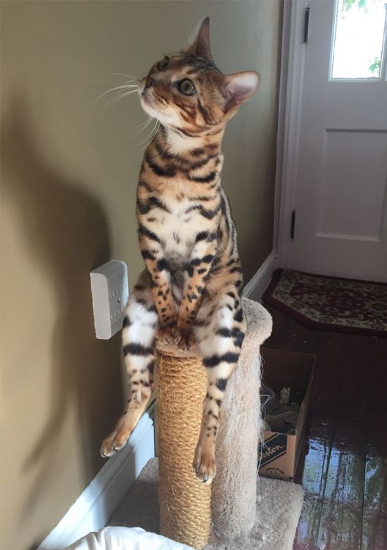 Коты и Кошки