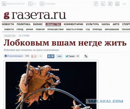 Самые надоедливые насекомые на Земле