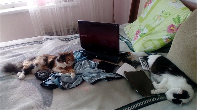 Котовторник ждали? А вот и он!