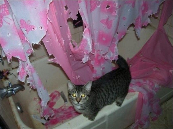 Кот без прикрас