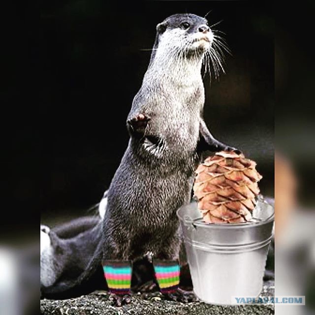 Скороговорки нашего времени