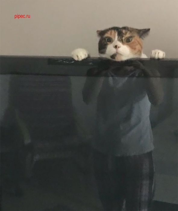 Прикольных котов пост