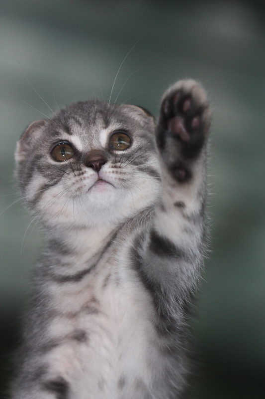 Котовторник: Кошки гаваны и другие!
