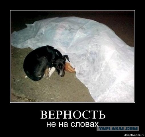 13 причин, почему холостяки предпочитают собаку