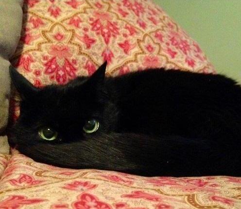 Прикольных котов пост