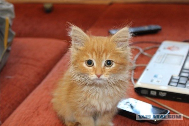 Котовторник стартует