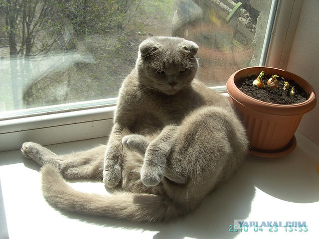 Первый котовторник июля
