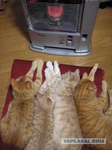 Котовторник (31.01.2012)