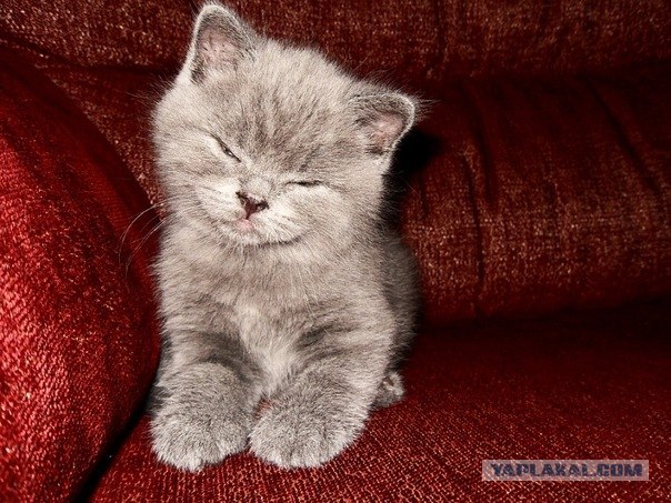 Котовторник 29.05.2012