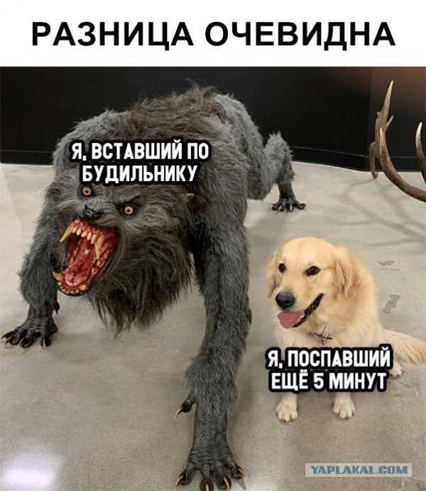 Весёлые картинки