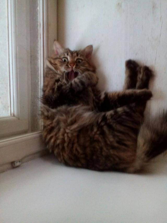 Кто сломал котэ?