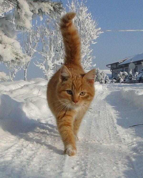 Забавные фото котеек