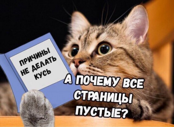 8 основных законов котиков