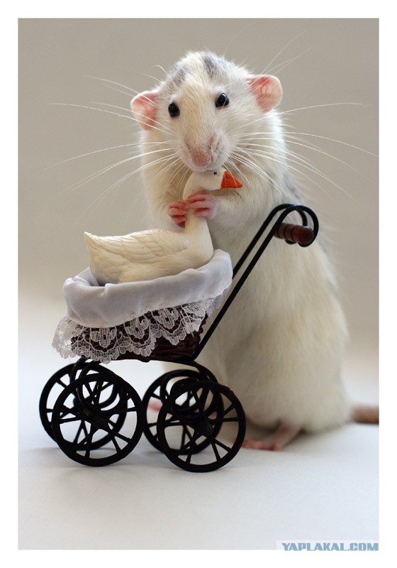ГРЫЗУНЫ. Мыши, крысы, хомячки и т.д.