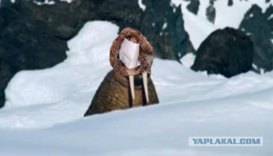 Жабим моржэ!1