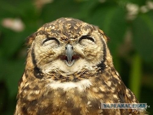 Фотожаба:Нельзя просто так взять и нарисовать СОВУ