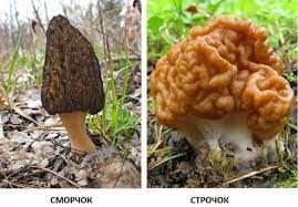 С началом грибного сезона, грибники!