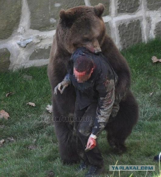 Животные добрые, они помогают друг другу